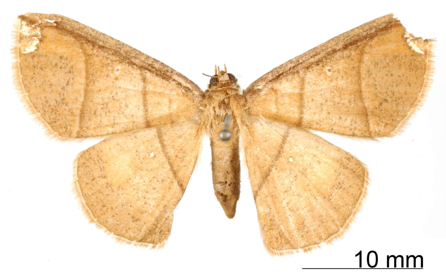 Image de <i>Ira subapicalis</i> Dognin