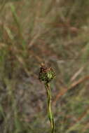 Image of Prickly Grass-Leaf-Aster