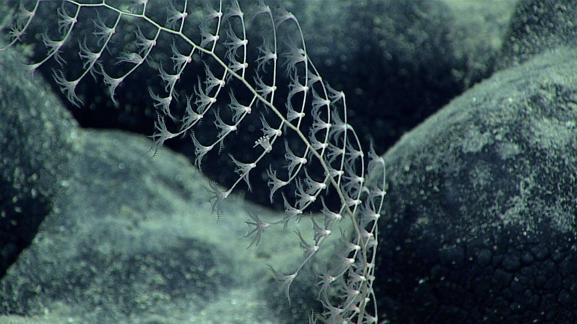 Image of Chrysogorgia pinnata Cairns 2007