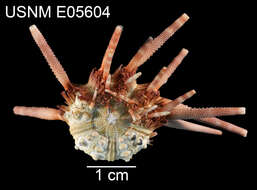 Image of Hesperocidaris houstoniana A. H. Clark 1939