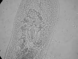 Image of Xenotoplana Ax, Weidemann & Ehlers 1978