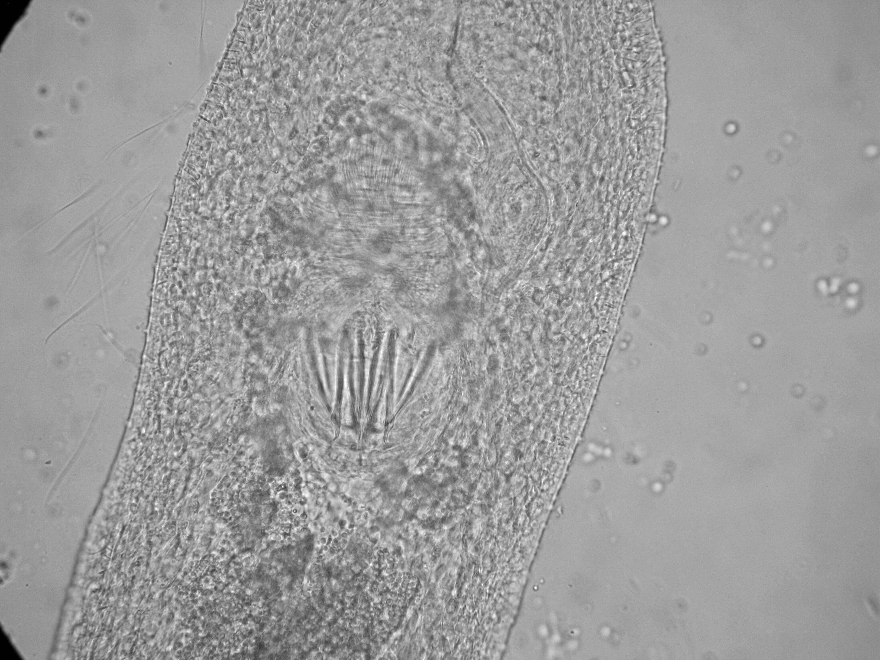 Image of Xenotoplana Ax, Weidemann & Ehlers 1978