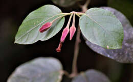 Image of Mendoncia velloziana (C. Martius) Nees