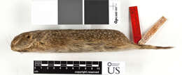 Image of Washington ground squirrel