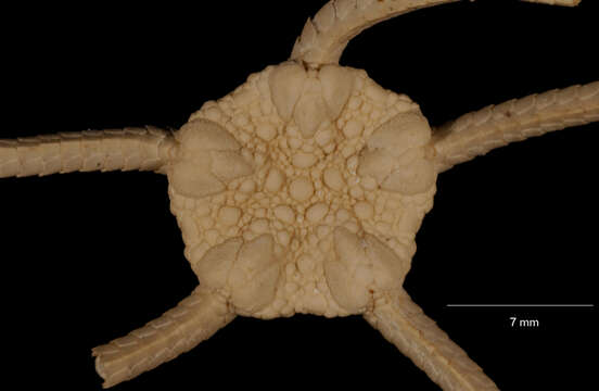 Ophiuroglypha carinifera (Koehler 1901) resmi