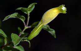 Image of Ruellia cedilloi T. P. Ramamoorthy