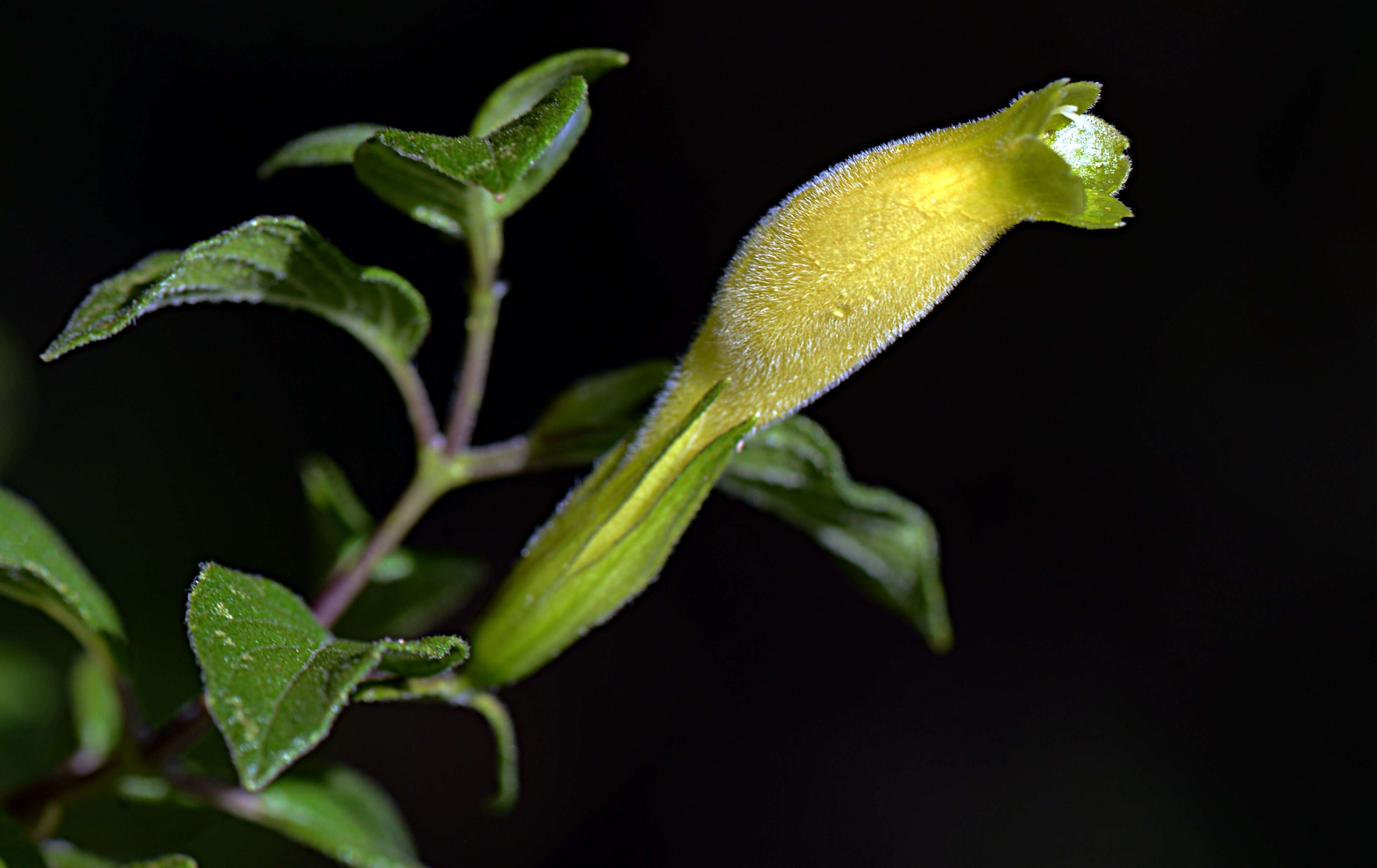 صورة Ruellia cedilloi T. P. Ramamoorthy