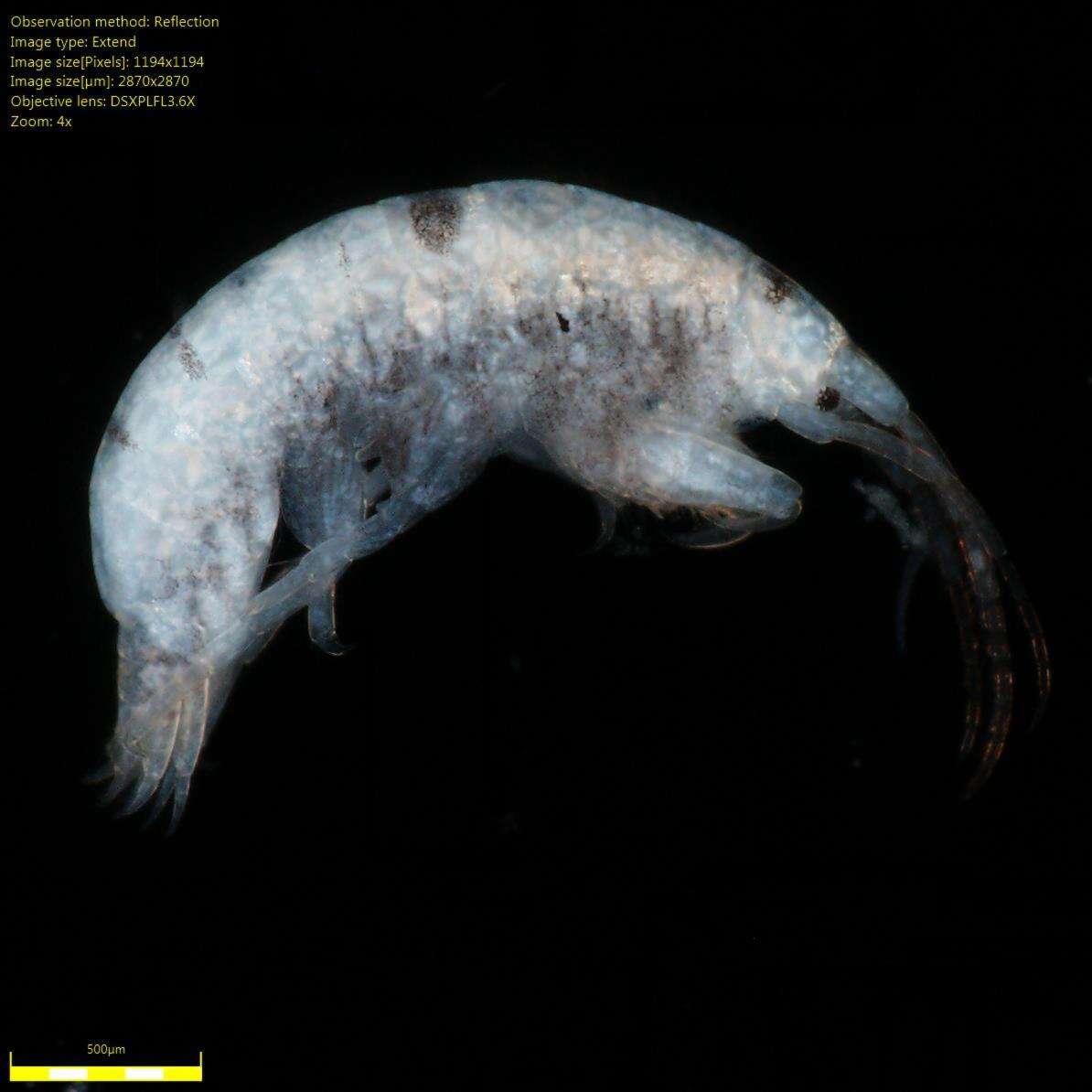 Image of Amphipoda