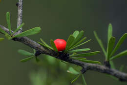 Image of Schaefferia stenophylla Standl.