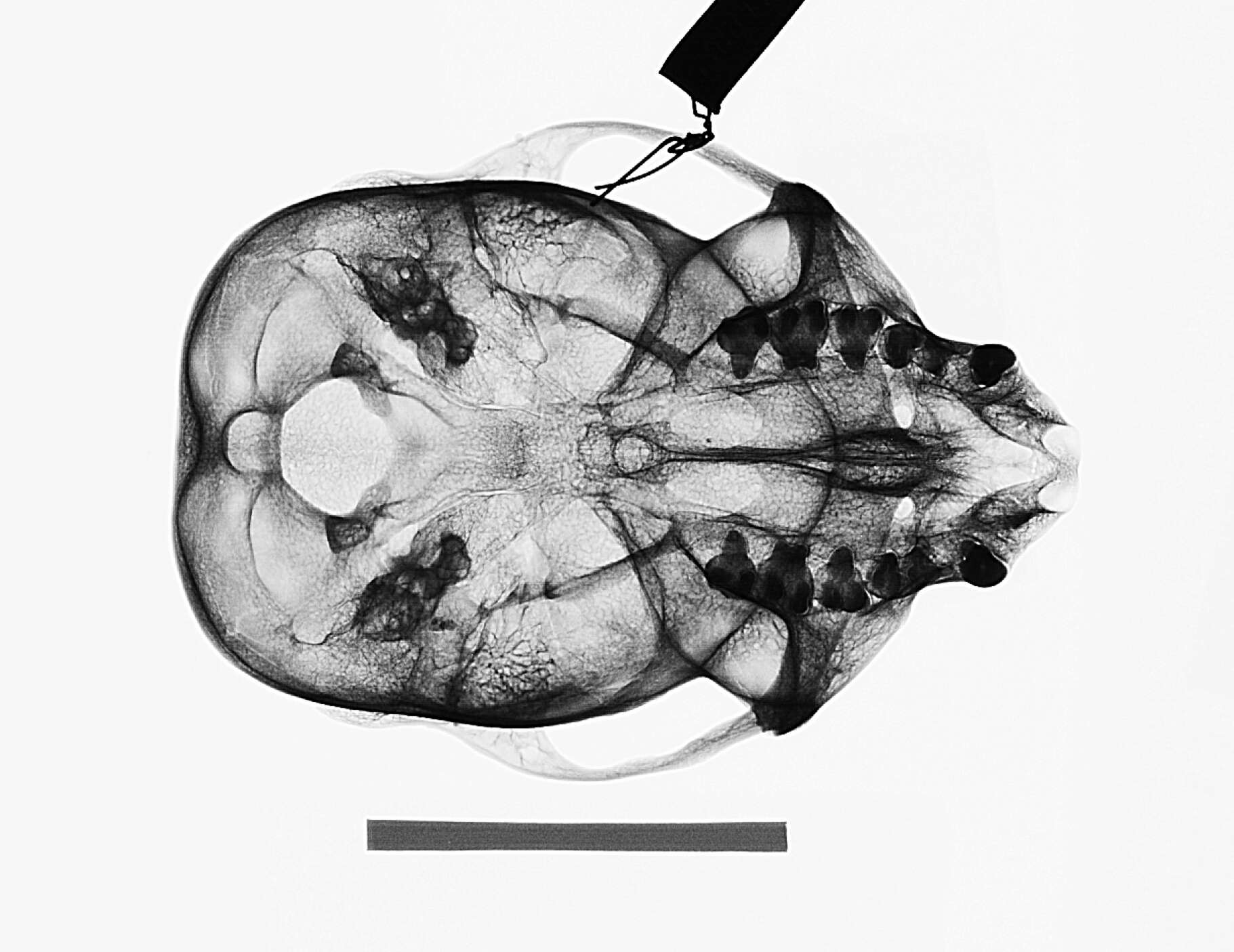 Image de Cercopithecus mitis stuhlmanni Matschie 1893