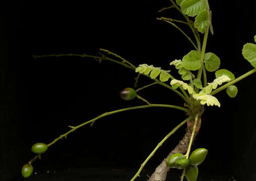 Image de Comocladia macrophylla (Hook. & Arn.) L. Riley