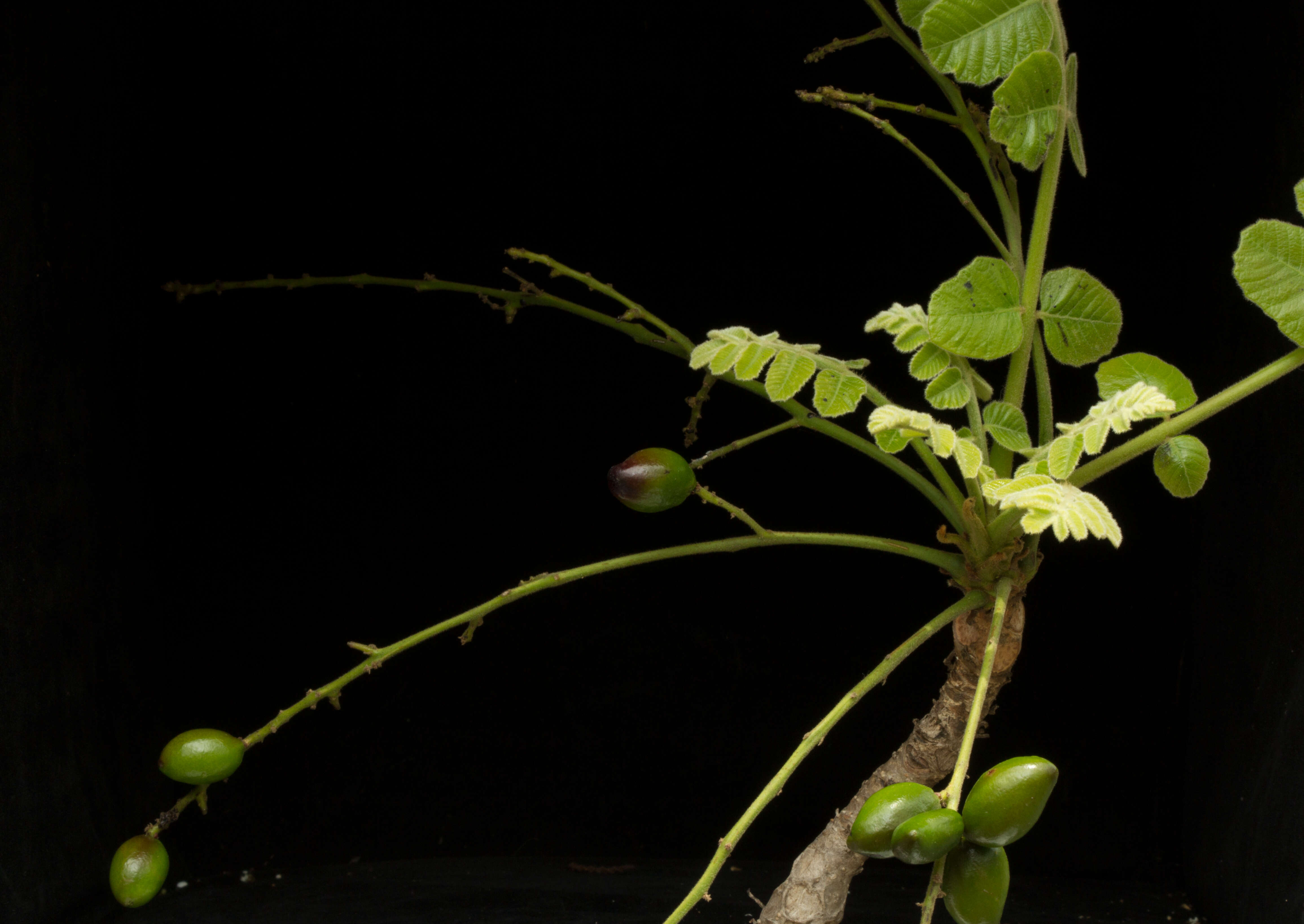 Image of Comocladia macrophylla (Hook. & Arn.) L. Riley