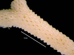 Image of Swanomia membranacea (Thornely 1924)