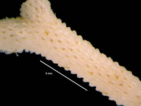 Image de Swanomia membranacea (Thornely 1924)