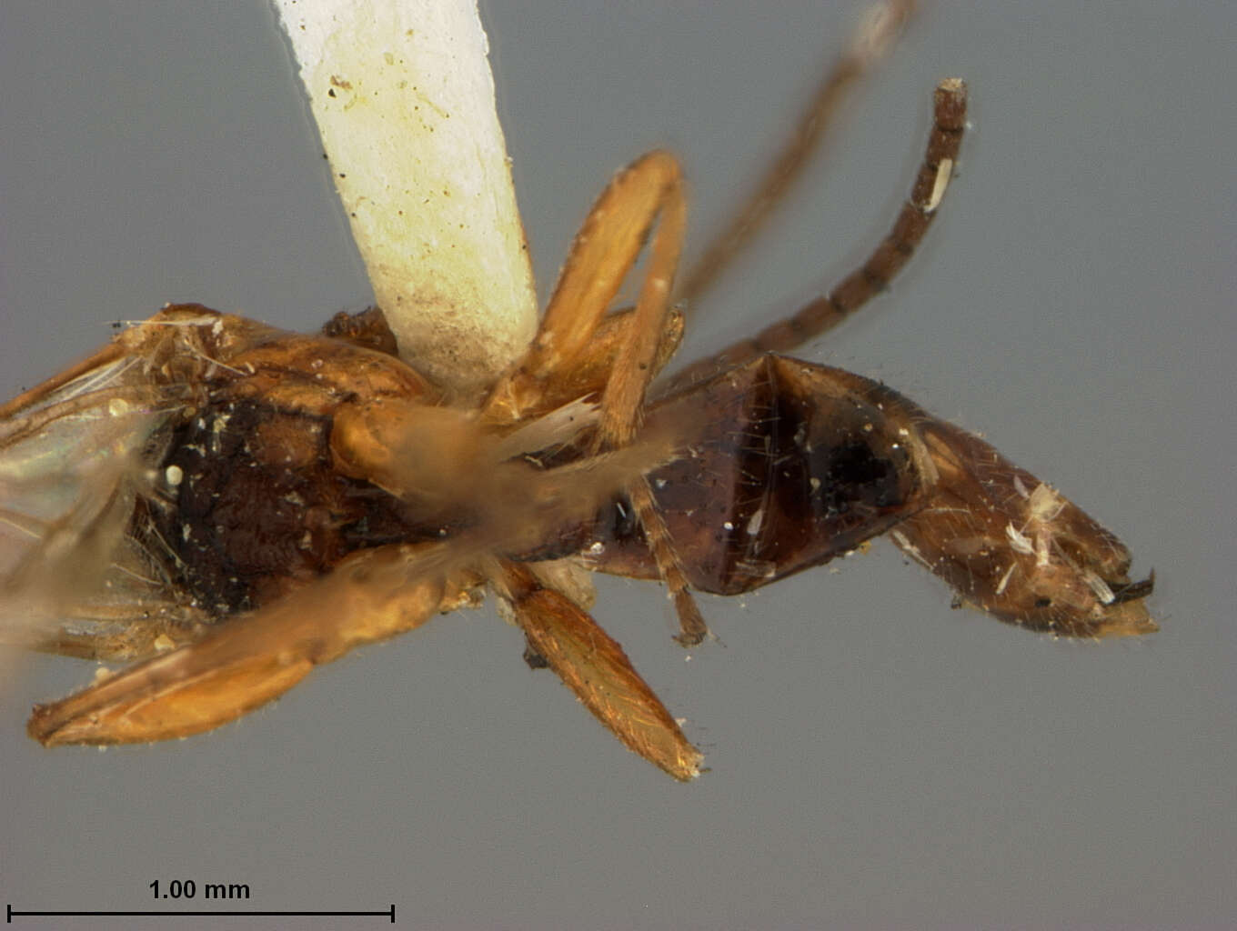 Image of Aphidius bicolor Ashmead 1889