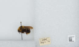 Image de Bombus insularis (Smith 1861)