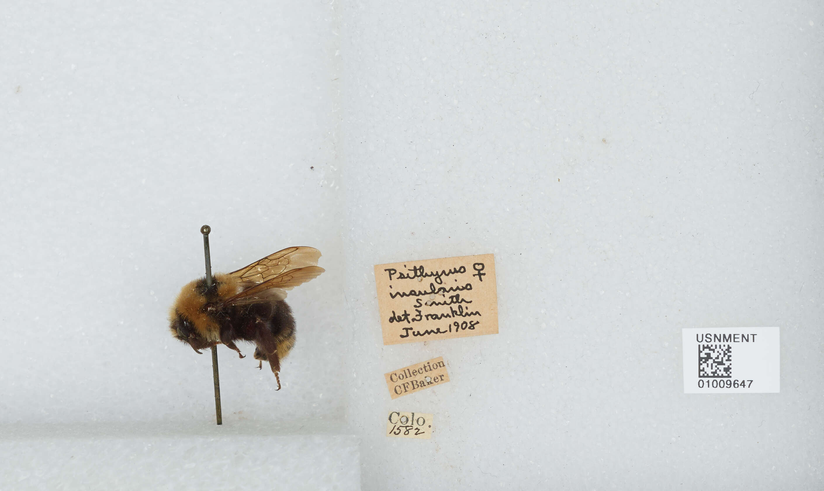 Image de Bombus insularis (Smith 1861)