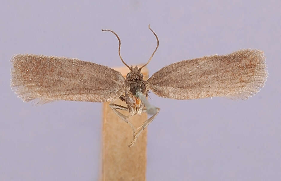 Image of Acleris Hübner