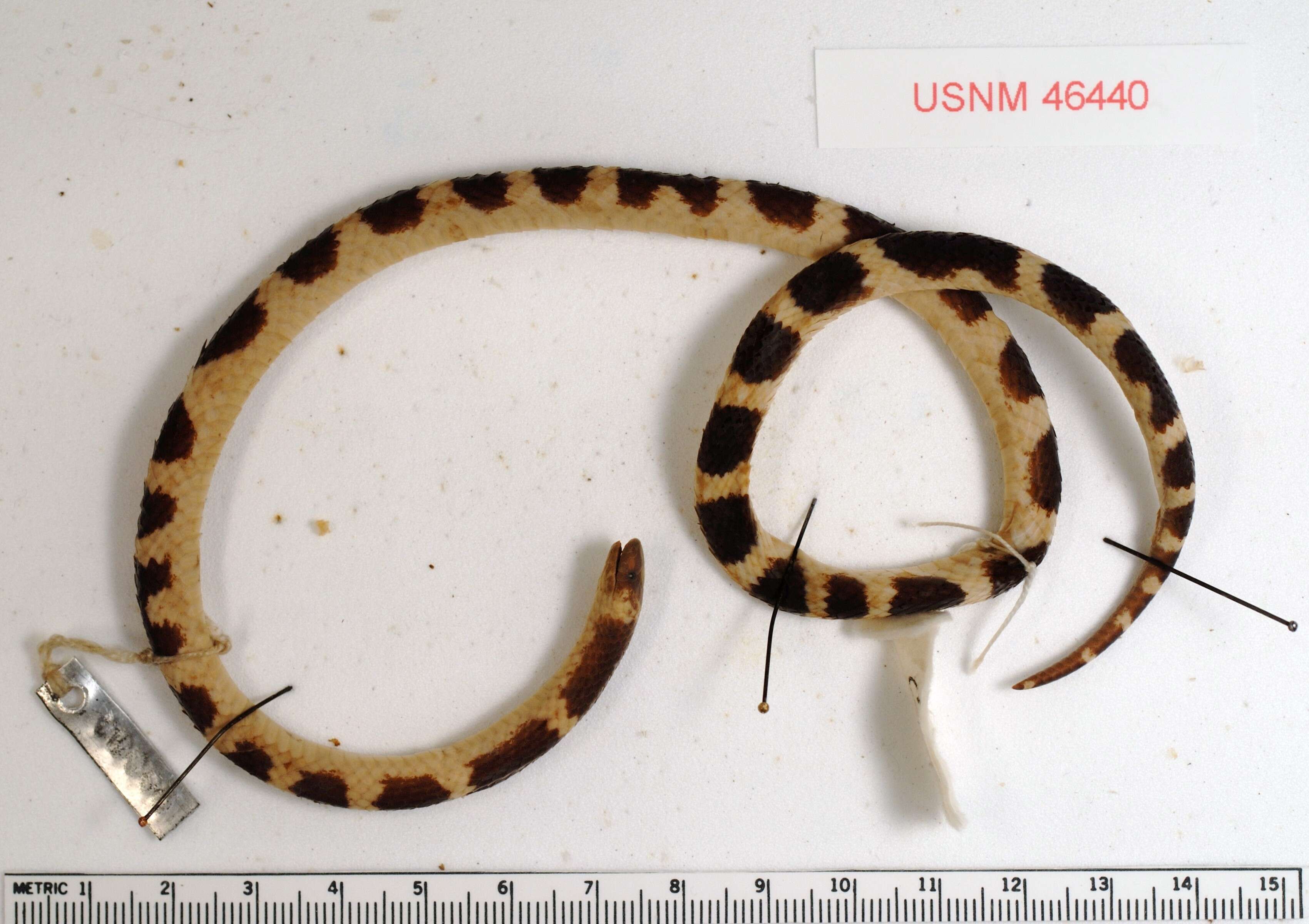 Image of Chiapas Earth Snake