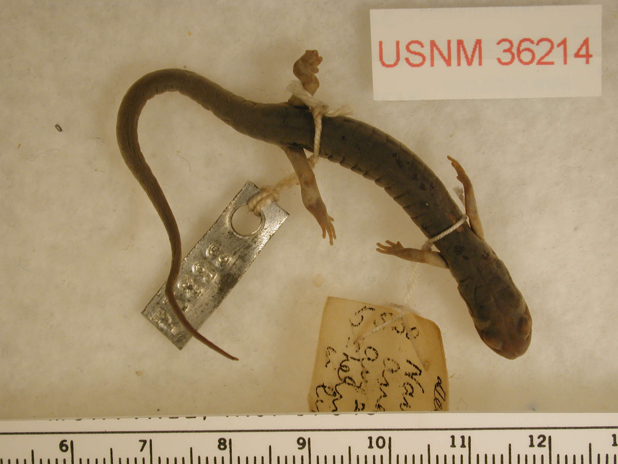 Image of Red-legged Salamander