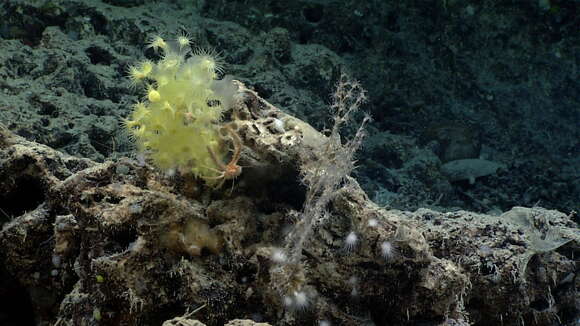 Image of Maze Coral