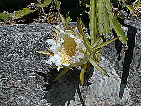 Imagem de Hylocereus undatus (Haw.) Britton & Rose