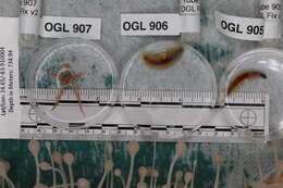 Image of Chondrocladia (Chondrocladia) verticillata Topsent 1920