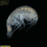 Image of Amphipoda