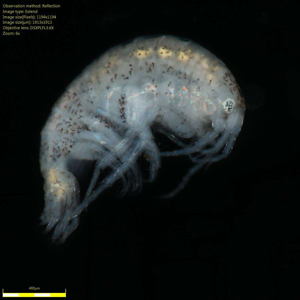 Image of Amphipoda