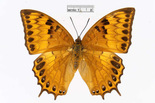 Charaxes latona Butler 1865 resmi