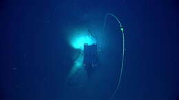 Image of Four-stick Black Coral