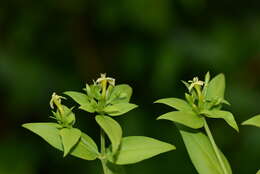 Image of Lisianthius saponarioides Schltdl. & Cham.