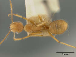 Image of Dendromyrmex chartifex felis Wheeler 1916