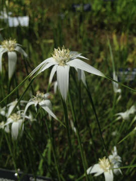 Image of starrush whitetop