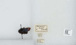 Image of Bombus morio (Swederus 1787)