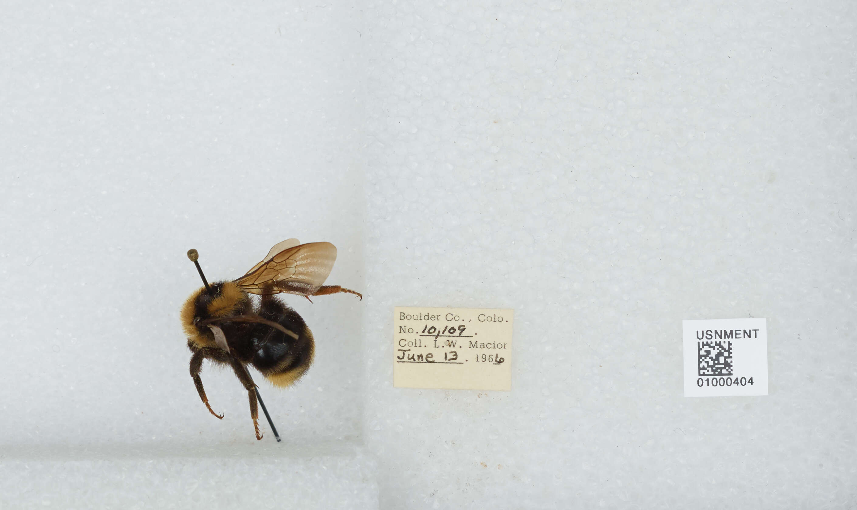 Image de Bombus insularis (Smith 1861)