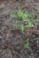 Image of Velvetleaf milkweed