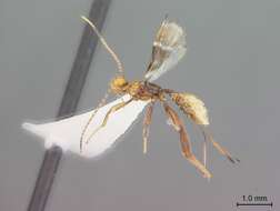 Image of Aphelopsia annulicornis Marsh 1993