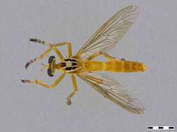 Imagem de Diogmites neoternatus (Bromley 1931)