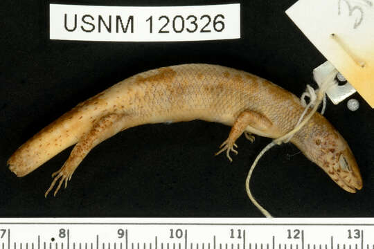 Image of Deignan Tree Skink