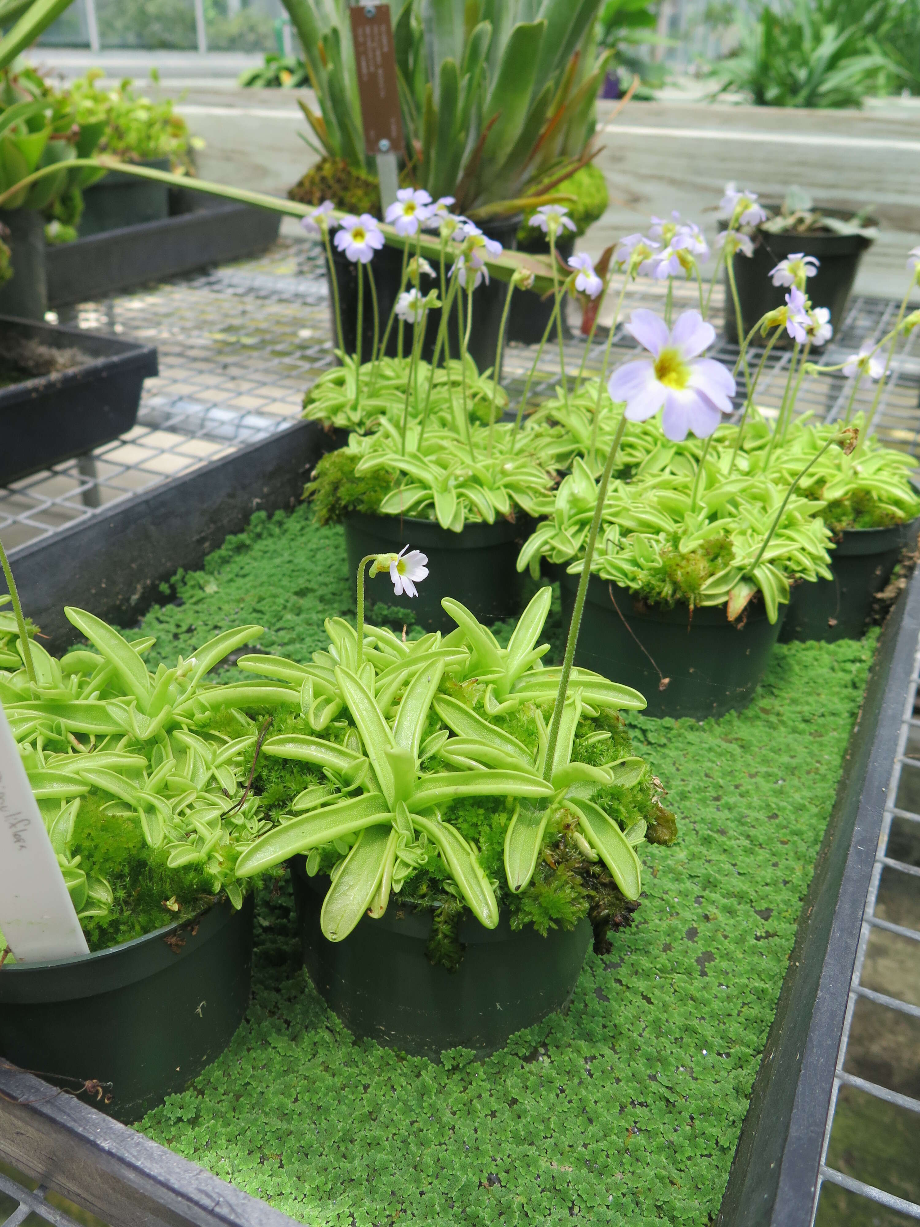 Image of southern butterwort