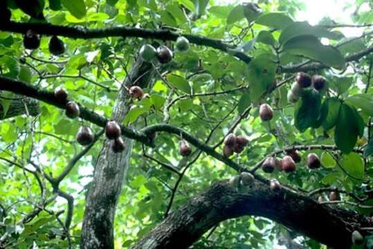 Image of Malay Apple