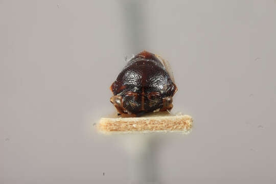 Image of Ophiderma fascipennis Funkhouser