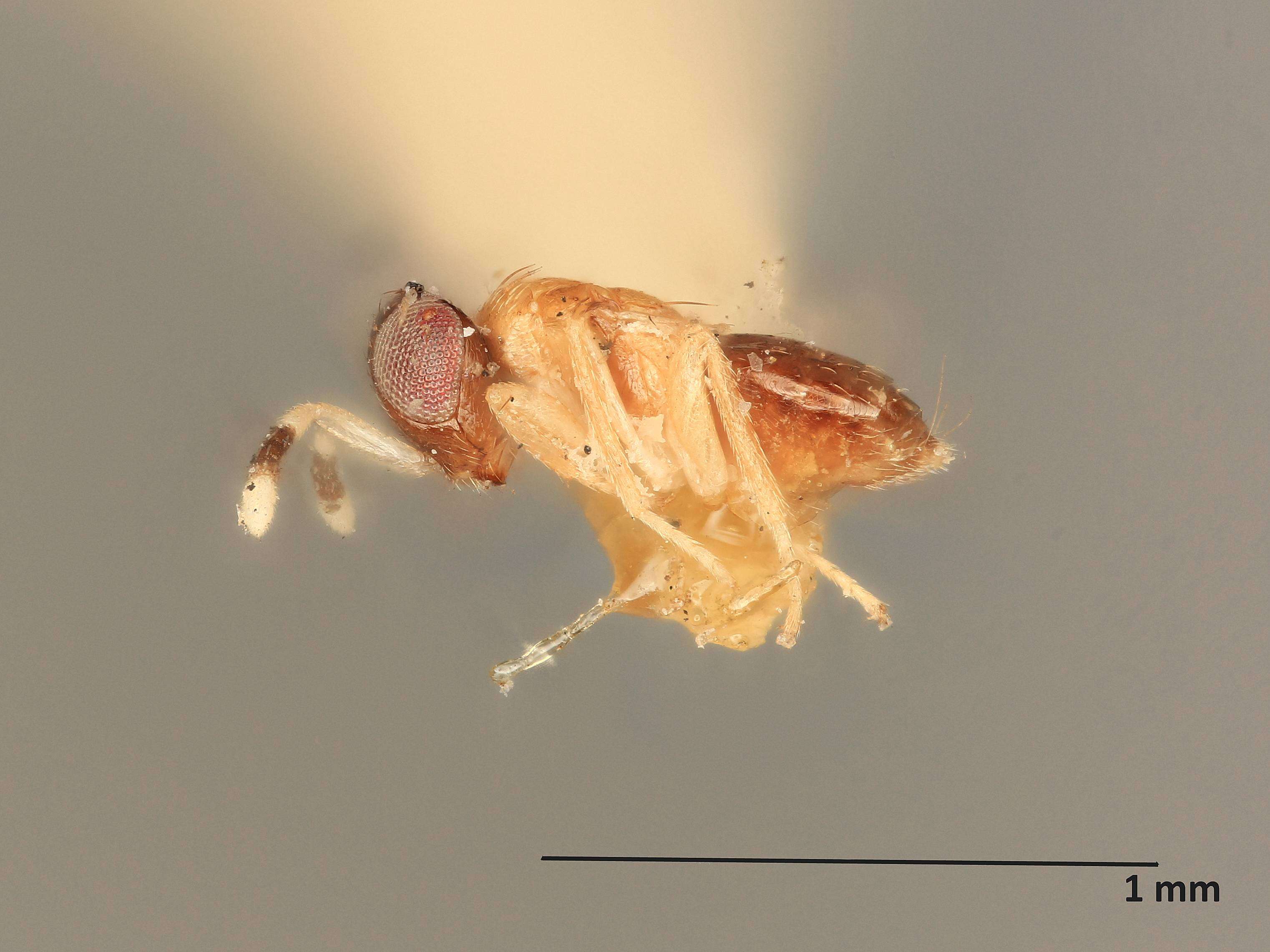 Image of Tetrastichomyia pulchricornis (Gahan 1919)