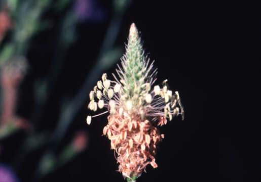 Image of Ribwort Plantain