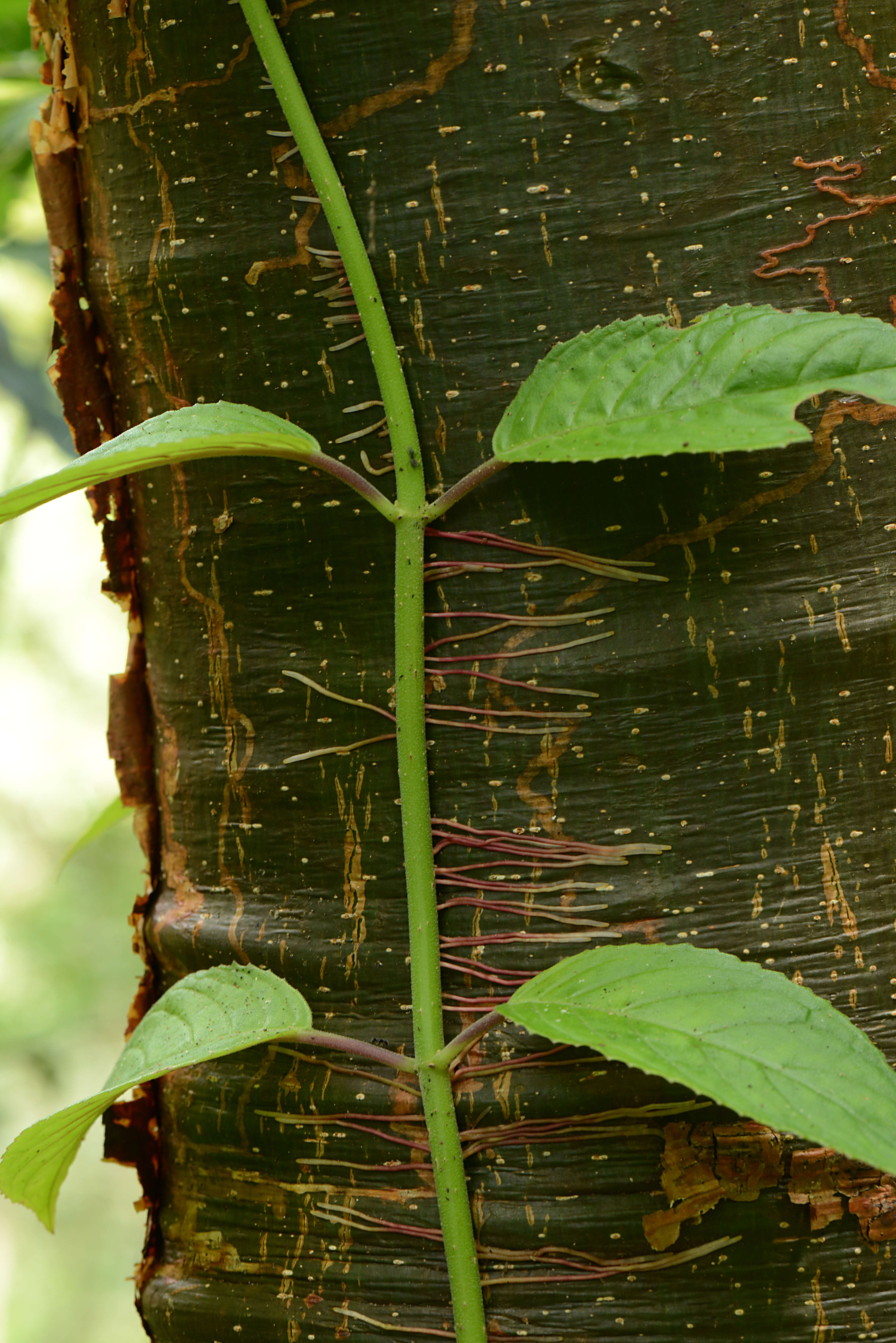 Image of Drymonia serrulata (Jacq.) Mart.