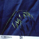 صورة Poa rhizomata Hitchc.