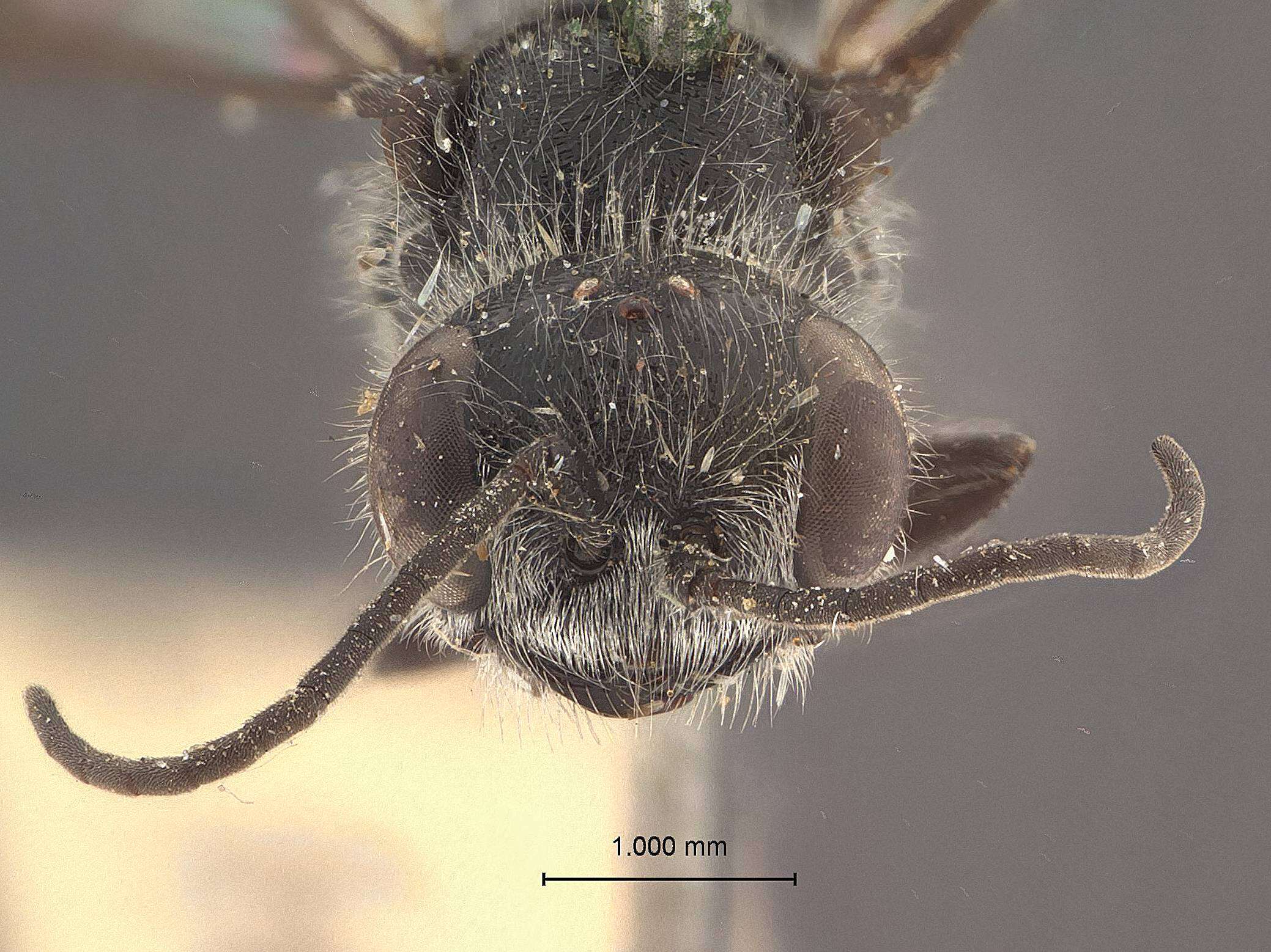 Image of Pemphredon lugubris (Fabricius 1793)