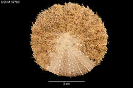Image of Strongylocentrotus echinoides A. Agassiz & H. L. Clark 1907