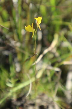 Image of southern bladderwort